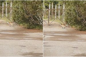 Detektyvas Vilniaus rajone: nesutaria, kas tai – kengūra ar lapė?