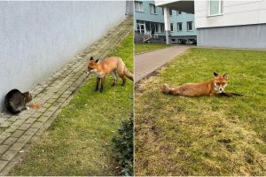 Klaipėdiečiai stebisi: prie ligoninės įsikūrė lapė