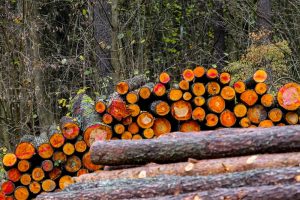 Šiaulių rajone iš sandėlio pavogta medienos už 1,4 tūkst. eurų