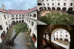 Vilniaus universiteto kieme audra išvertė seniausią Senamiesčio beržą