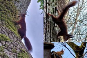 Voverių šeimyna – pramoga Plungės dvaro parko lankytojams