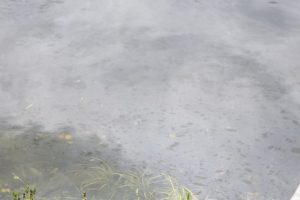 Nemune – daug teršalų: Kaune specialistai darbus žada tęsti ir pirmadienį
