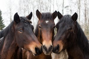 Parduodamas hipodromas, skirtas prabangioms žirgų lenktynėms