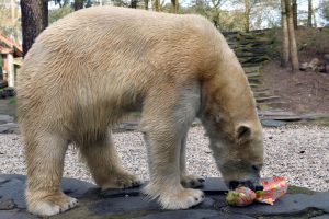 Zoologijos sode neskausmingai numarintas baltasis lokys Nordas