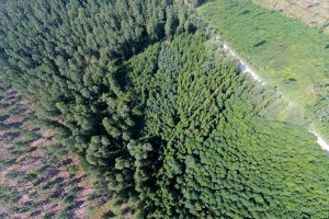 Įsteigti Lietuvos miškų ūkio rūmai: bendradarbiaus miškininkai, mokslas ir pramonė