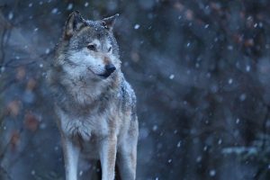 Sumedžiojus 190 vilkų, stabdomas jų medžioklės sezonas