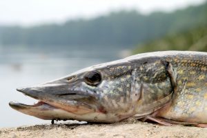 Įsigalioja draudimas lydekų žvejybai, leidžiama žvejoti vėgėles