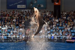 Nugaišo ilgiausiai nelaisvėje gyvenęs delfinas