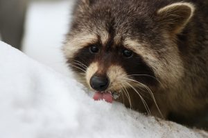 Kelintą sapną sapnuoja Lietuvos zoologijos sode miegantys gyvūnai?