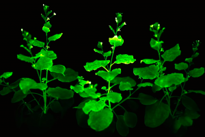 Mokslininkai „nulaužė“ augalų genetinį kodą ir dabar šie augalai šviečia nuolat