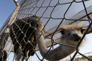 Neįprastas prašymas: politikas iš zoologijos sodo norėjo pasiskolinti strutį