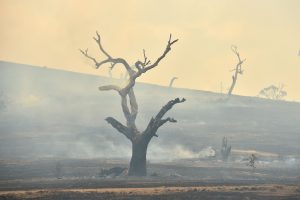 Australijos ugniagesiai: labiausiai nukentėjusioje valstijoje suvaldyti visi gaisrai