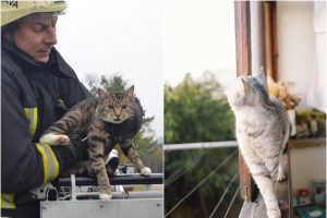 Nelaimė Fredoje: į kaimynų balkoną nukritusio katino gelbėjimo operacijai vadovauta iš Vilniaus