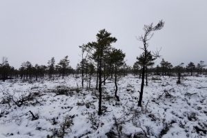 Svencelės draustinyje – gamtotvarkos darbai