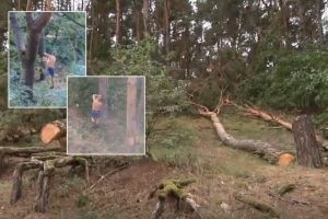 Skandalas dėl kertamo pušyno Karmėlavoje: darbo imasi prokuratūra