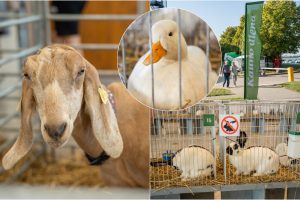 Gyvulininkystės parodoje – tūkstančiai gyvųjų eksponatų: lankymas nemokamas