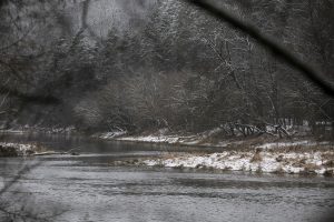 Klaipėdos rajono miškelyje – kraupus radinys