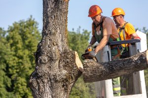 Sostinėje kris šimtai medžių: miškininkai atviri – per dešimtmetį Lietuvoje eglių gali visai nelikti