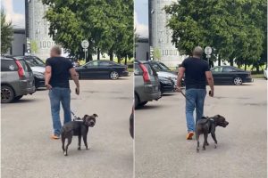 Po bandymo sudrausminti šuns savininką – grėsmingas jo atsakas