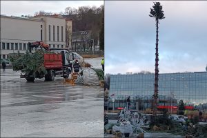 Nupuošta Kauno kalėdinė eglė – jau nebe gražuolė