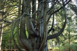 Raganų eglė – Europos medžio konkurse (kviečia balsuoti)