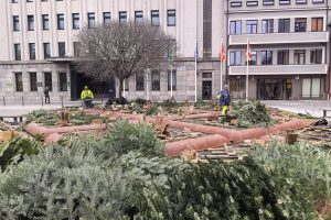 Išvežamos kalėdinės eglutės: teks palaukti, kol klombose pražys nauji žiedai