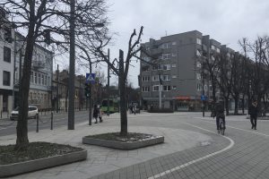 Šokiravo nugenėta Laisvės alėjos liepa: tiesiog išprievartavo medį