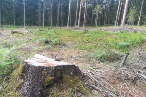 Suglumusiems gamtos mylėtojams atkerta: prieš kenkėjus – tik kirviu