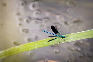 Dienos horoskopas 12 Zodiako ženklų (rugsėjo 7 d.)