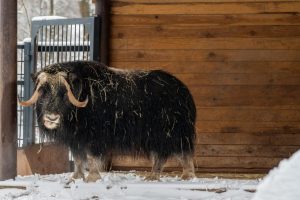 Lietuvos zoologijos sodas turi naujokų: kviečia susipažinti