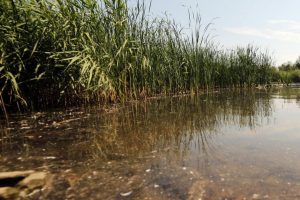 Ežere Telšių rajone rastas skenduolis