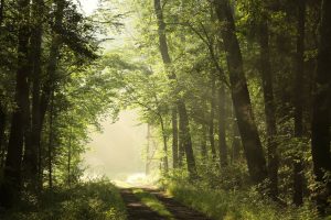 Šilutė dėl sausros įveda draudimą lankytis miškuose, skelbia ekstremalią situaciją