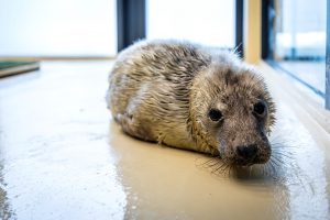 Baltijos jūros gyvūnų reabilitacijos centre – tarptautinė konferencija