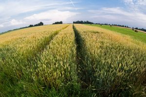 Nesumokėjusiems žemės mokesčio – VMI priminimas