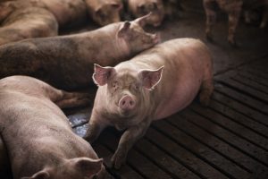 V. Sinkevičius: EK atidžiai seka situaciją kiaulienos sektoriuje