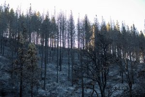 Nuslopinus miško gaisrą gyventojams Gran Kanarijoje leista grįžti į namus