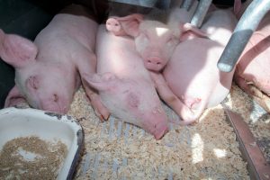 Afrikinis kiaulių maras toliau plinta: užregistruoti du nauji židiniai ūkiuose