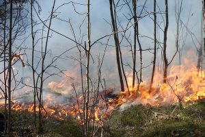 Saugomų teritorijų tarnyba įspėja dėl padidėjusio miškų gaisringumo