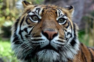 Floridoje nušautas prižiūrėtoją užpuolęs tigras