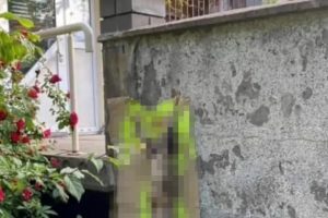 Kaune sadistiškai išniekintas katinas: žmonės ieško kaltininkų