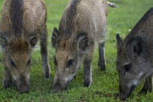 Šiaurės Italijoje aptiktas afrikinio kiaulių maro atvejis