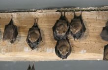 Šikšnosparniai gyvena sudėtingą socialinį gyvenimą: dalijasi maistu, palaiko draugystę