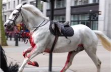 Londono gatvėse blaškėsi kariuomenės žirgai: du iš jų yra rimtos būklės