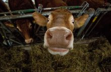 Šilalės rajono kaime į srutų duobę įkrito karvė