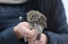 Pakaunėje ugniagesiai gelbėjo kamine įstrigusį pelėdžiuką