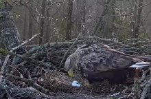 Kviečia stebėti tiesioginę transliaciją iš jūrinių erelių lizdo