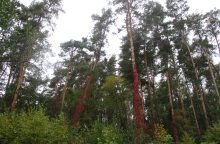 Trakų ir Šalčininkų rajonų miškuose artėjama prie stichinės nelaimės