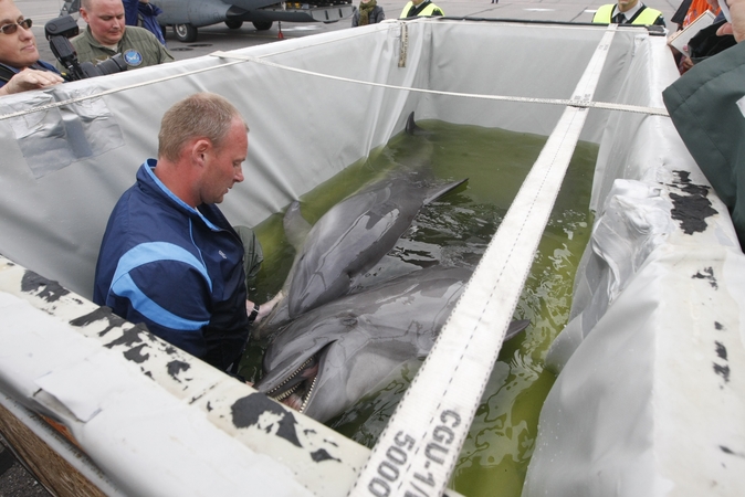 Lietuvos kariškiai iš Graikijos į Klaipėdą saugiai parskraidino keturis delfinus