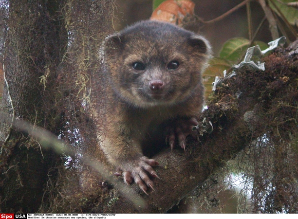 Olinguito – nauja mėsėdžių rūšis Anduose