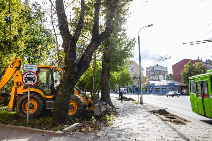 Vietoj nupjautų medžių Kaune bus pasodinta ir liepų, ir kaštonų